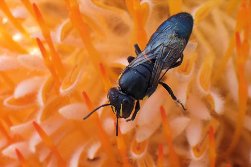 Hylaeus (Macrohylaeus) alcyoneus (female), Midwest WA © Gary Taylor
