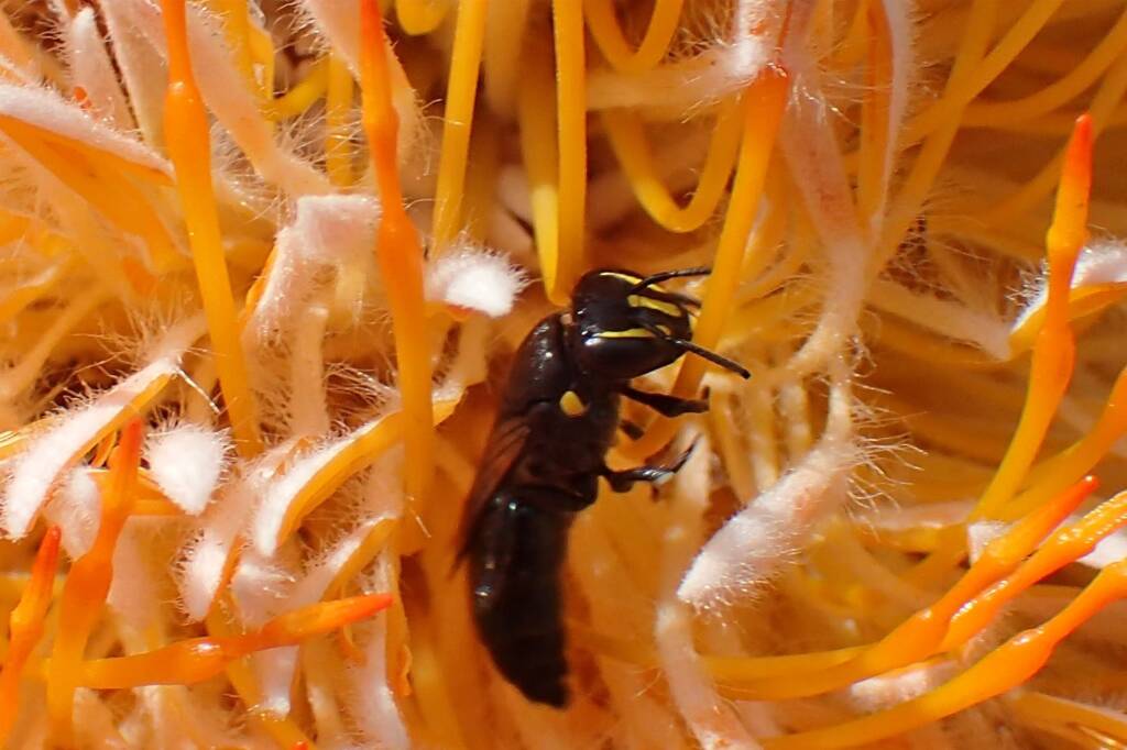 Hylaeus (Macrohylaeus) alcyoneus (female), Midwest WA © Gary Taylor