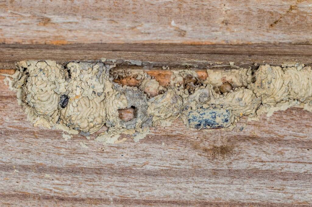 Disused wasp mud nest used by Hylaeus nubilosus, Emerald Beach NSW © Norm Farmer