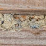 Disused wasp mud nest used by Hylaeus nubilosus, Emerald Beach NSW © Norm Farmer