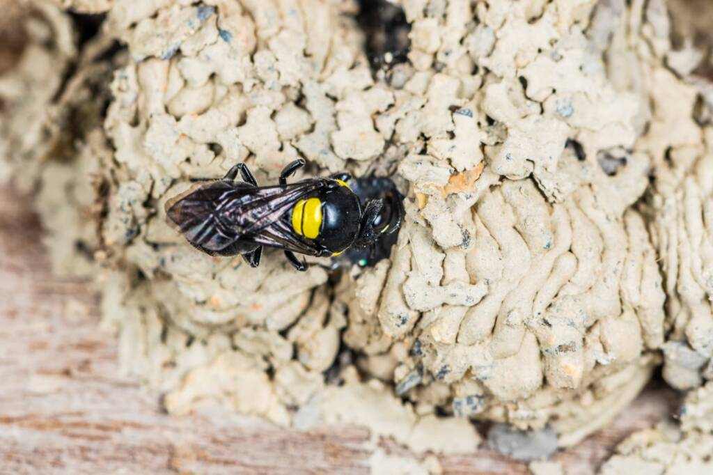 Hylaeus nubilosus nesting in disused wasp mud nest, Emerald Beach NSW © Norm Farmer