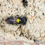 Hylaeus nubilosus nesting in disused wasp mud nest, Emerald Beach NSW © Norm Farmer