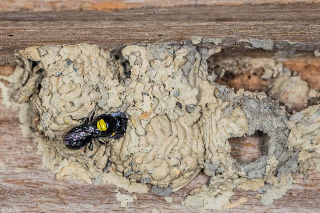 Hylaeus nubilosus capping cell in disused wasp mud nest, Emerald Beach NSW © Norm Farmer
