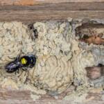 Hylaeus nubilosus capping cell in disused wasp mud nest, Emerald Beach NSW © Norm Farmer
