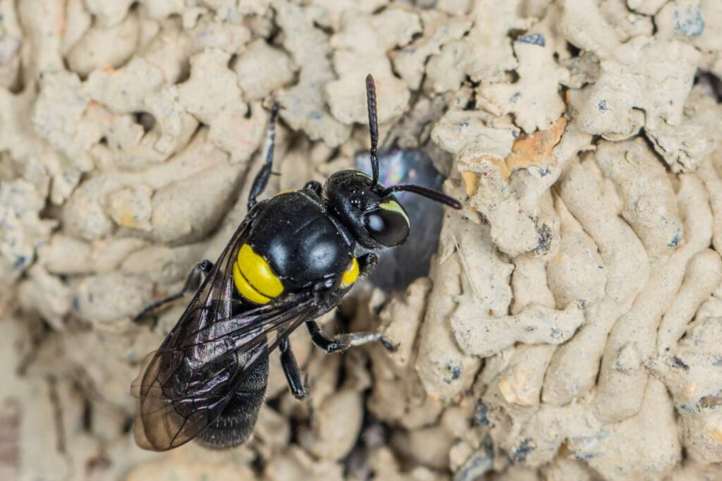 Hylaeus nubilosus capping cell in disused wasp mud nest, Emerald Beach NSW © Norm Farmer