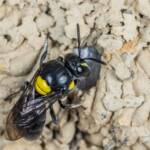 Hylaeus nubilosus capping cell in disused wasp mud nest, Emerald Beach NSW © Norm Farmer