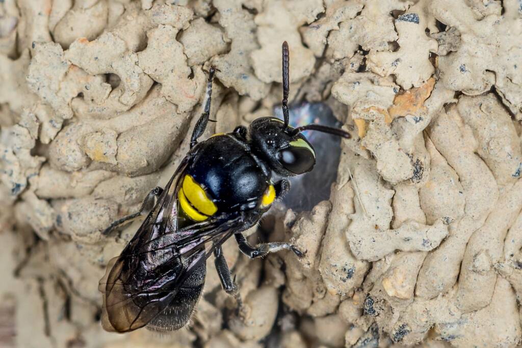 Hylaeus nubilosus capping cell in disused wasp mud nest, Emerald Beach NSW © Norm Farmer