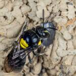 Hylaeus nubilosus capping cell in disused wasp mud nest, Emerald Beach NSW © Norm Farmer
