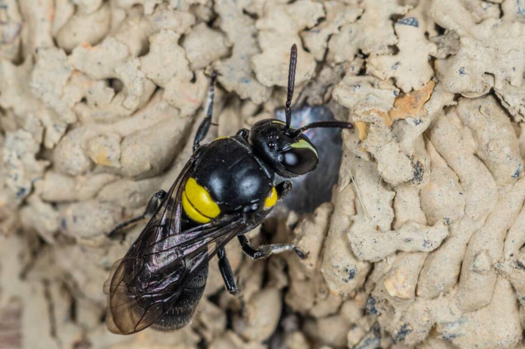 Hylaeus nubilosus capping cell in disused wasp mud nest, Emerald Beach NSW © Norm Farmer