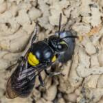 Hylaeus nubilosus capping cell in disused wasp mud nest, Emerald Beach NSW © Norm Farmer