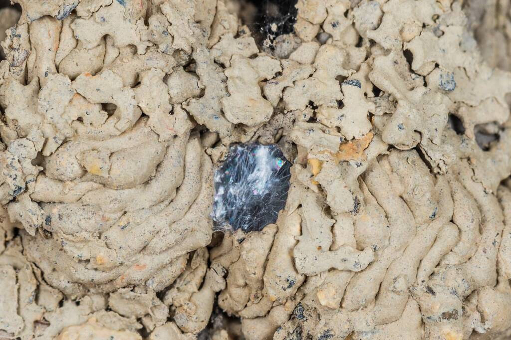 Hylaeus nubilosus capped cell in disused wasp mud nest, Emerald Beach NSW © Norm Farmer