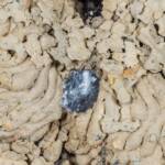 Hylaeus nubilosus capped cell in disused wasp mud nest, Emerald Beach NSW © Norm Farmer