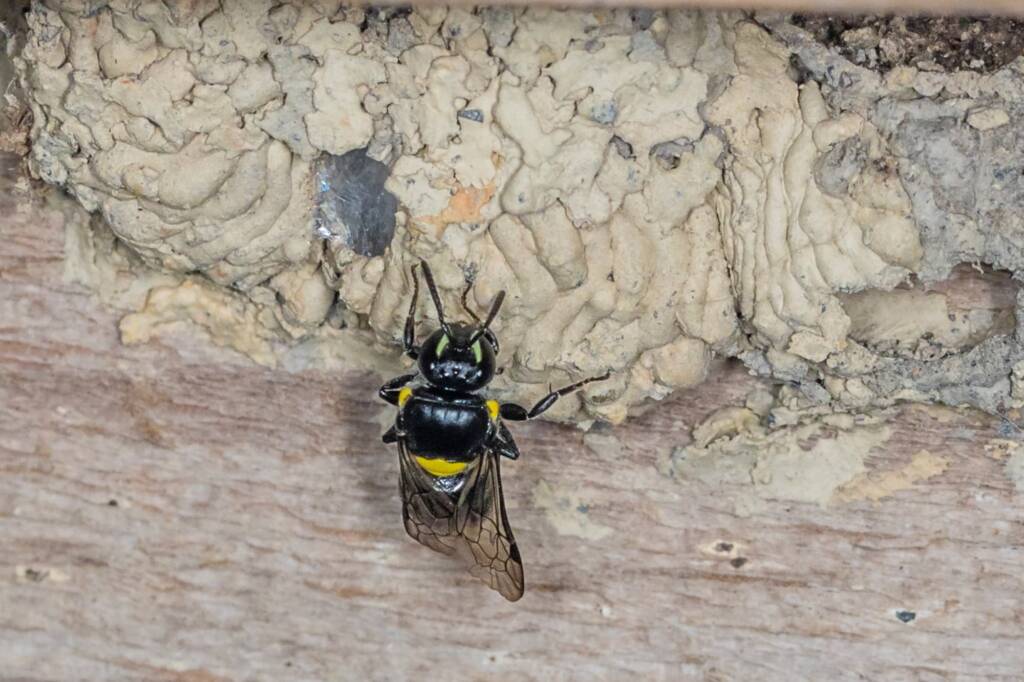 Hylaeus nubilosus and capped cell in disused wasp mud nest, Emerald Beach NSW © Norm Farmer