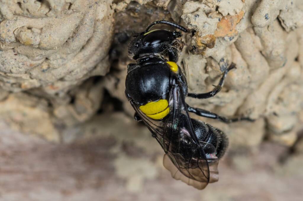 Hylaeus nubilosus capping cell in disused wasp mud nest, Emerald Beach NSW © Norm Farmer