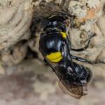 Hylaeus nubilosus capping cell in disused wasp mud nest, Emerald Beach NSW © Norm Farmer
