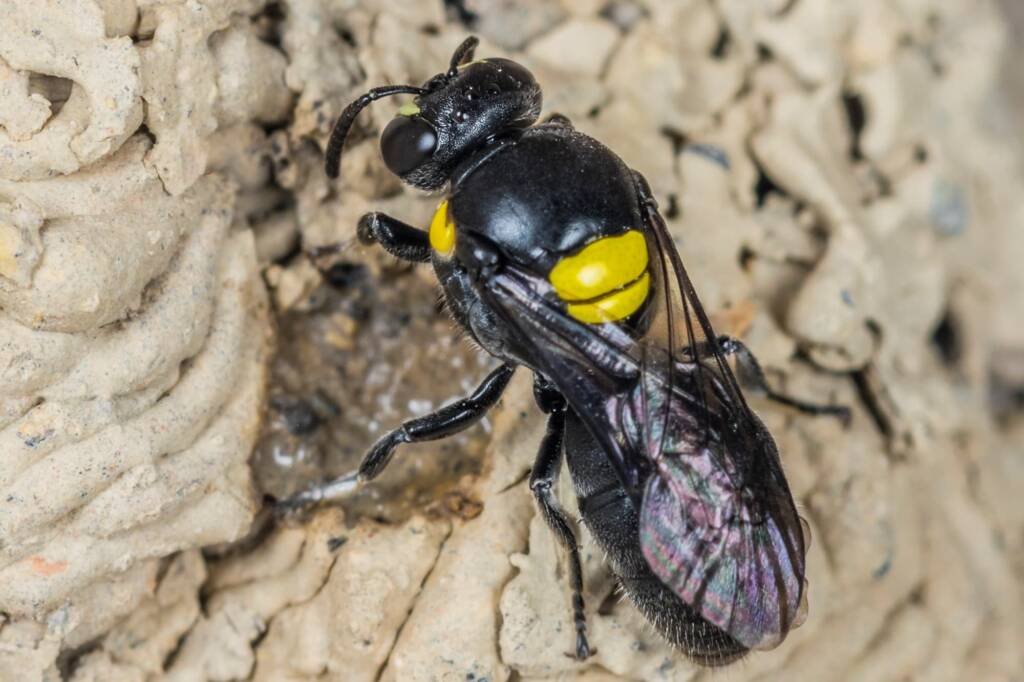 Hylaeus nubilosus capping cell in disused wasp mud nest, Emerald Beach NSW © Norm Farmer