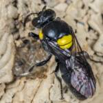 Hylaeus nubilosus capping cell in disused wasp mud nest, Emerald Beach NSW © Norm Farmer