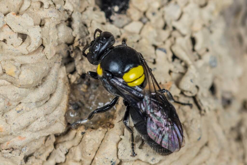 Hylaeus nubilosus capping cell in disused wasp mud nest, Emerald Beach NSW © Norm Farmer