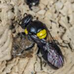 Hylaeus nubilosus capping cell in disused wasp mud nest, Emerald Beach NSW © Norm Farmer