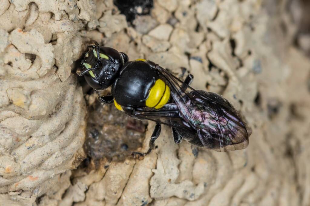 Hylaeus nubilosus capping cell in disused wasp mud nest, Emerald Beach NSW © Norm Farmer
