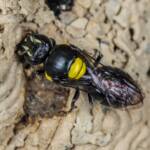 Hylaeus nubilosus capping cell in disused wasp mud nest, Emerald Beach NSW © Norm Farmer