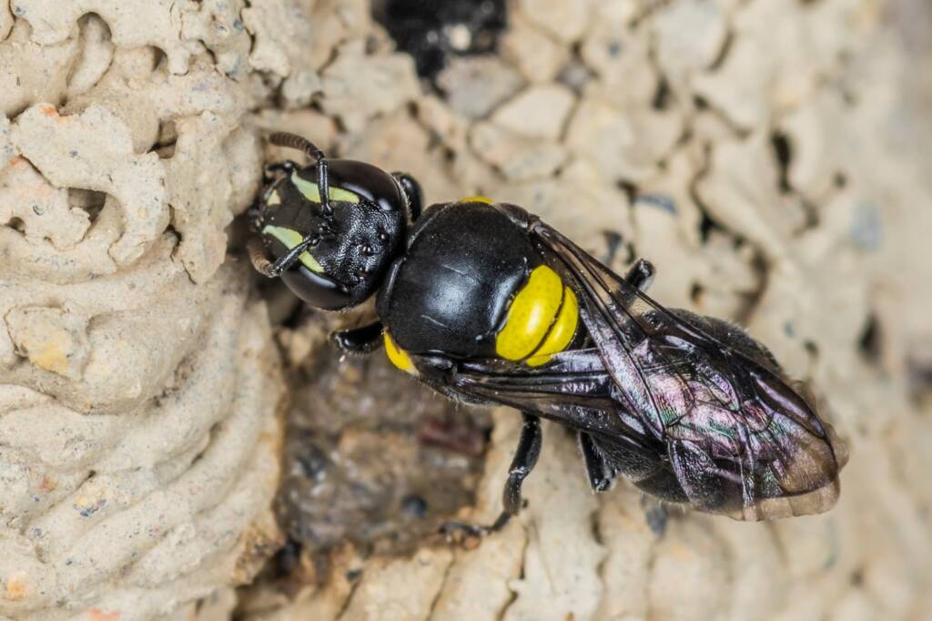 Hylaeus nubilosus capping cell in disused wasp mud nest, Emerald Beach NSW © Norm Farmer