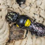 Hylaeus nubilosus capping cell in disused wasp mud nest, Emerald Beach NSW © Norm Farmer