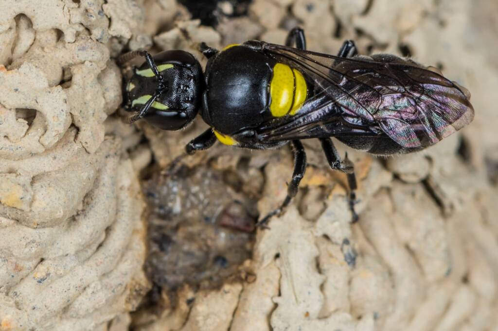 Hylaeus nubilosus capping cell in disused wasp mud nest, Emerald Beach NSW © Norm Farmer