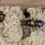 Hylaeus nubilosus capping cell in disused wasp mud nest, Emerald Beach NSW © Norm Farmer