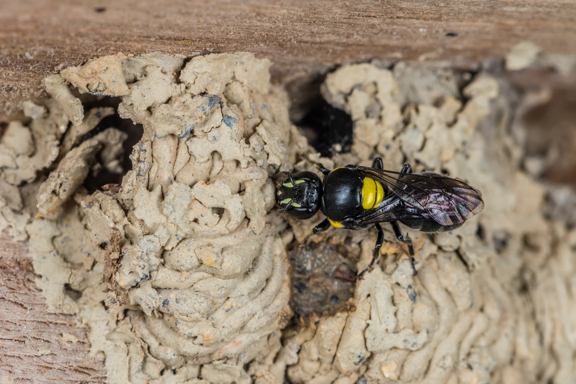 Hylaeus nubilosus capping cell in disused wasp mud nest, Emerald Beach NSW © Norm Farmer