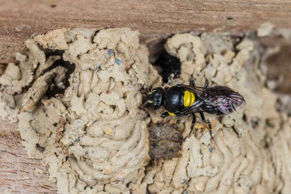 Hylaeus nubilosus capping cell in disused wasp mud nest, Emerald Beach NSW © Norm Farmer