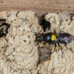 Hylaeus nubilosus capping cell in disused wasp mud nest, Emerald Beach NSW © Norm Farmer