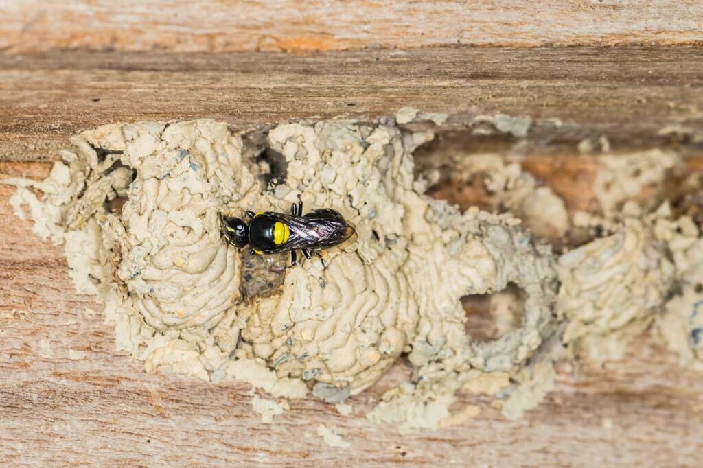 Hylaeus nubilosus capping cell in disused wasp mud nest, Emerald Beach NSW © Norm Farmer