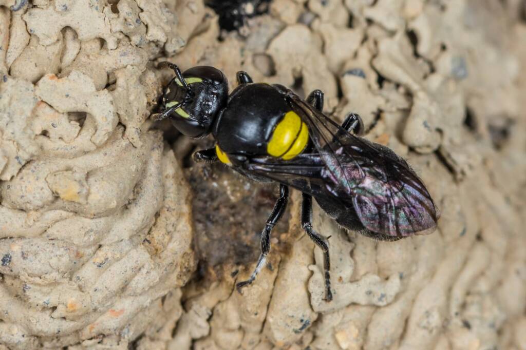 Hylaeus nubilosus capping cell in disused wasp mud nest, Emerald Beach NSW © Norm Farmer