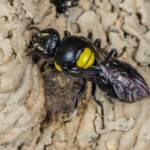 Hylaeus nubilosus capping cell in disused wasp mud nest, Emerald Beach NSW © Norm Farmer