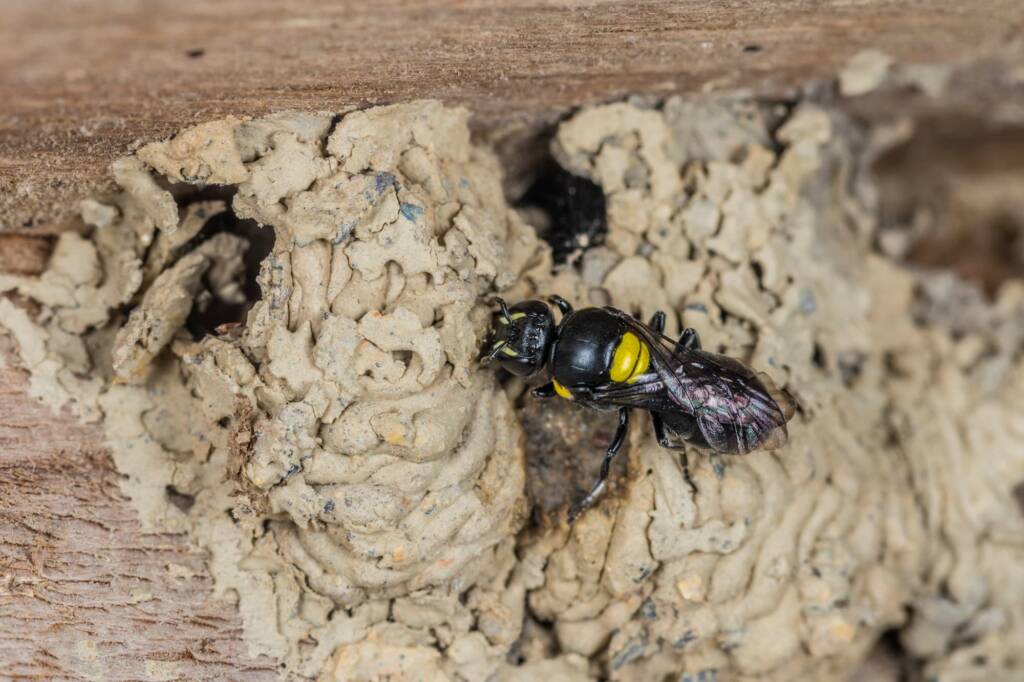 Hylaeus nubilosus capping cell in disused wasp mud nest, Emerald Beach NSW © Norm Farmer