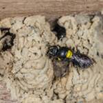 Hylaeus nubilosus capping cell in disused wasp mud nest, Emerald Beach NSW © Norm Farmer