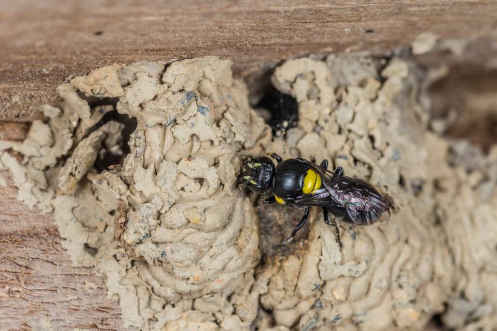 Hylaeus nubilosus capping cell in disused wasp mud nest, Emerald Beach NSW © Norm Farmer