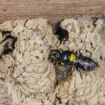 Hylaeus nubilosus capping cell in disused wasp mud nest, Emerald Beach NSW © Norm Farmer