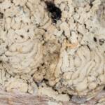 Hylaeus nubilosus capped cell in disused wasp mud nest, Emerald Beach NSW © Norm Farmer