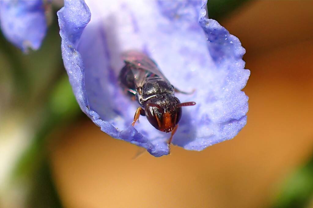 Hylaeus (Prosopisteron) "mysterium puella", Geraldton WA © Gary Taylor