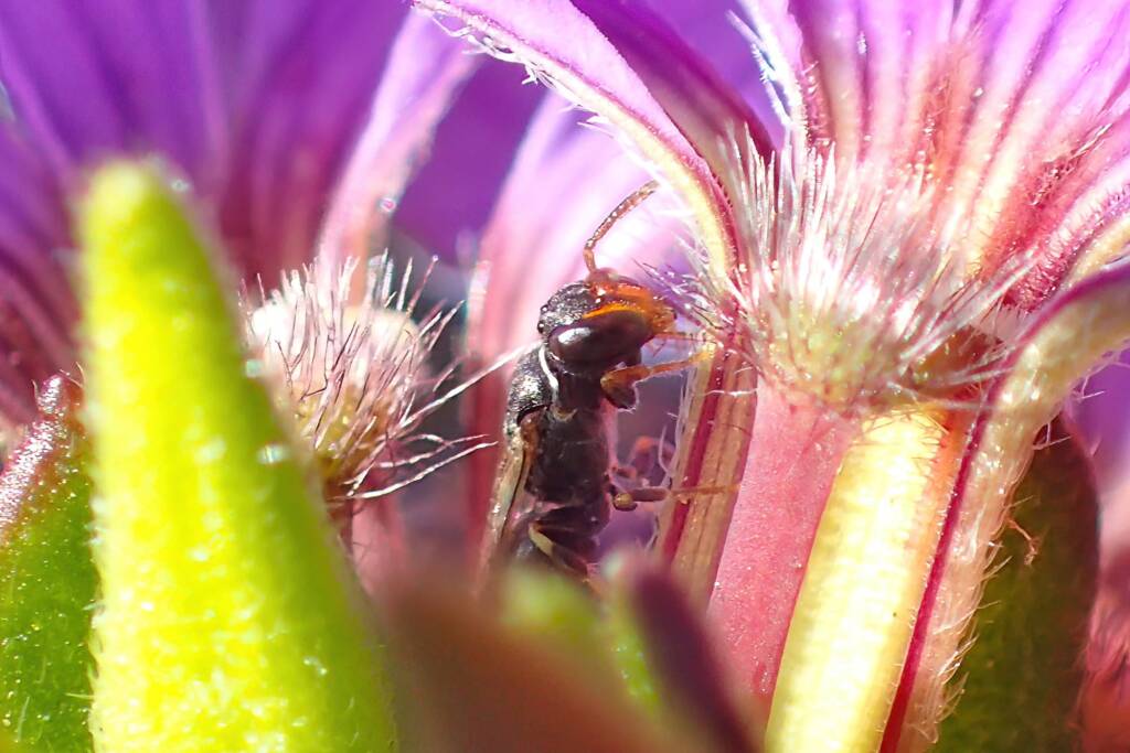 Hylaeus (Prosopisteron) "mysterium puella", Geraldton WA © Gary Taylor