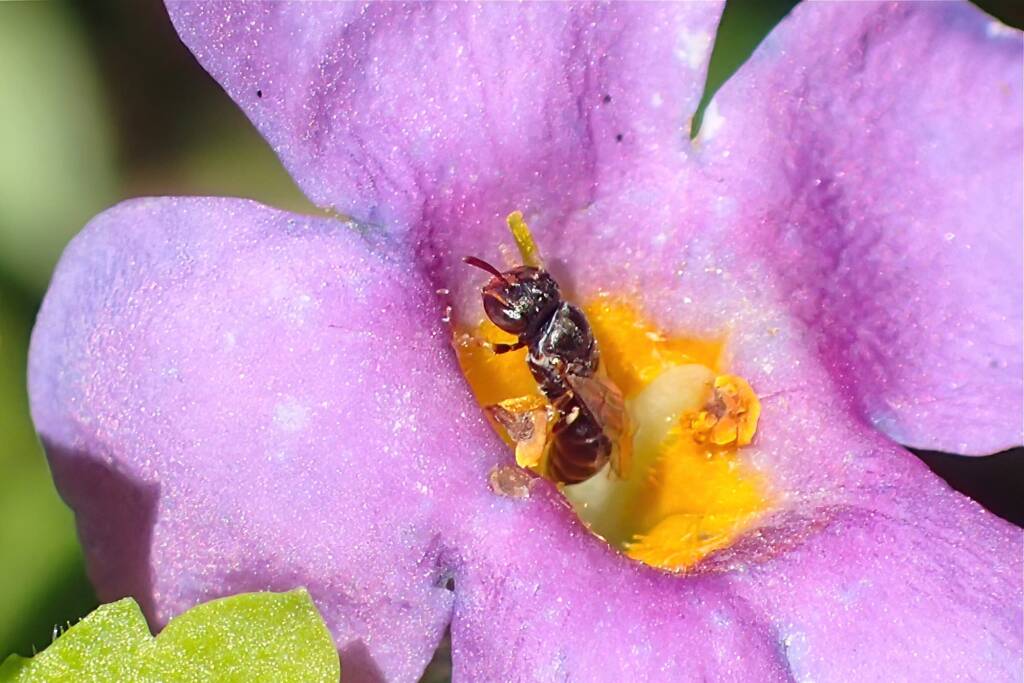 Hylaeus (Prosopisteron) "mysterium puella", Geraldton WA © Gary Taylor
