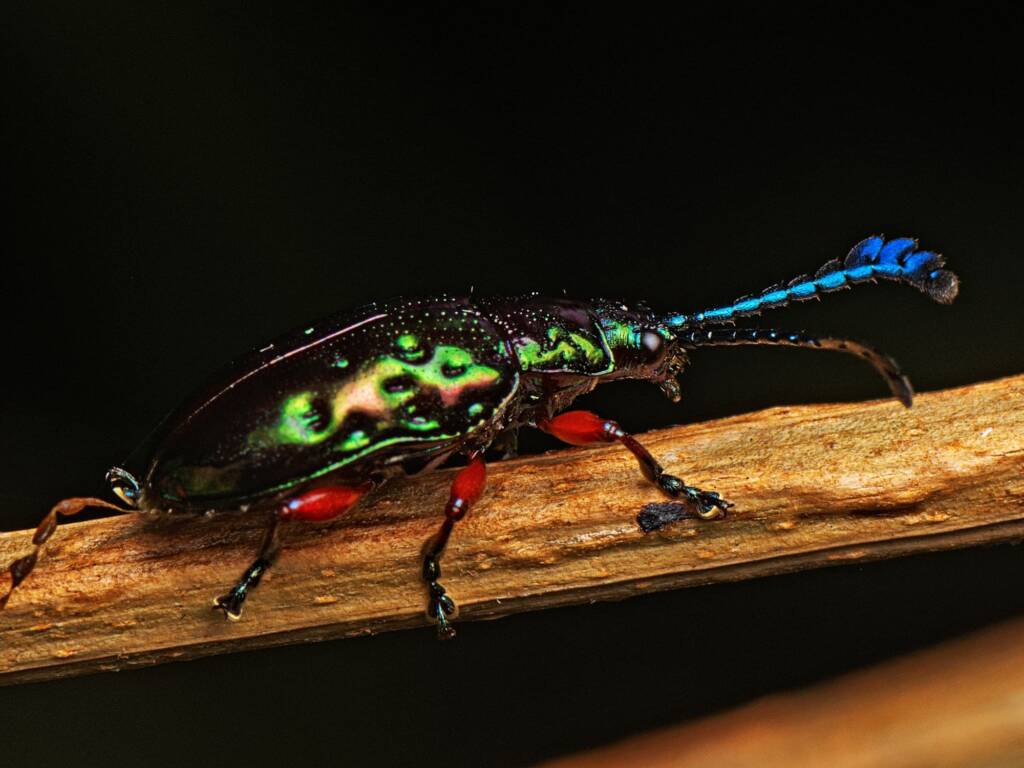 Johannica gemellata (Pandorea Leaf Beetle), Murrumba Downs QLD © Tony Eales