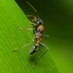 Jumping Jack Ant (Myrmecia nigrocincta), Gold Coast QLD © Stefan Jones