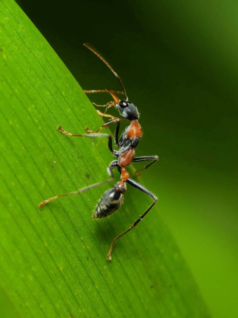 Jumping Jack Ant (Myrmecia nigrocincta), Gold Coast QLD © Stefan Jones