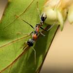 Jumping Jack Ant (Myrmecia nigrocincta), Gold Coast QLD © Stefan Jones