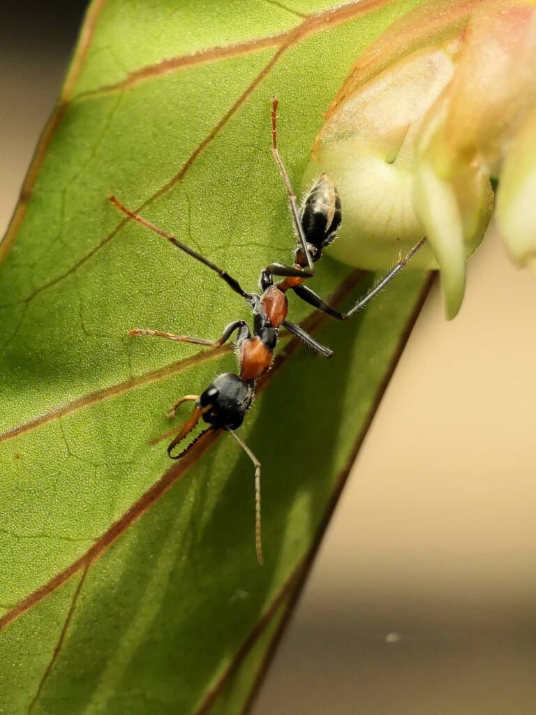 Jumping Jack Ant (Myrmecia nigrocincta), Gold Coast QLD © Stefan Jones