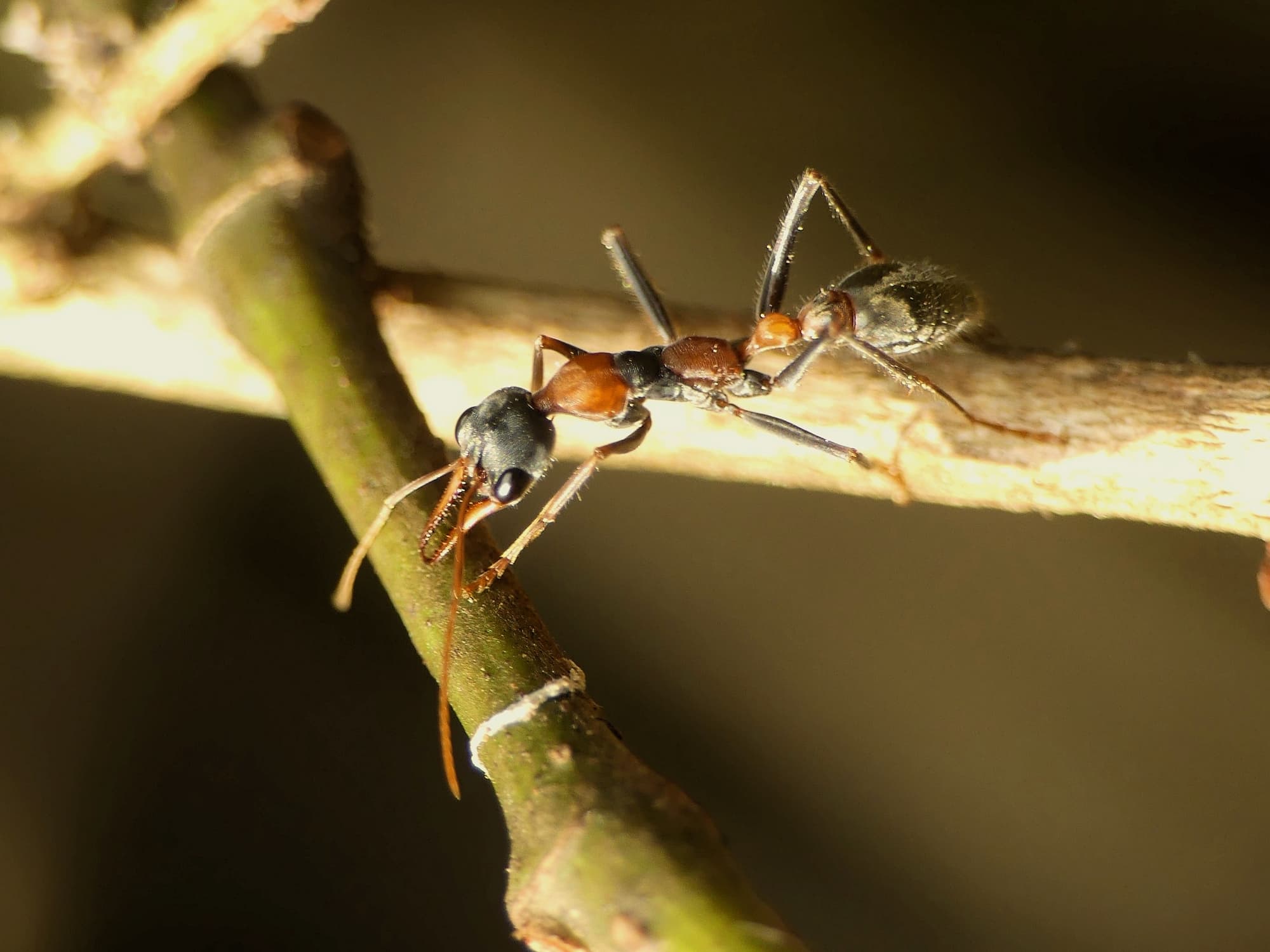 Jumping Jack Ant (Myrmecia nigrocincta), Gold Coast QLD © Stefan Jones