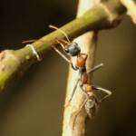 Jumping Jack Ant (Myrmecia nigrocincta), Gold Coast QLD © Stefan Jones